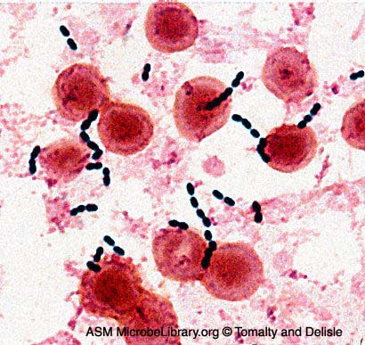 Enterococcus faecalis / faecium - Клиника Здоровье